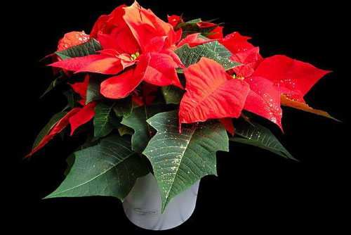 Loài cây hợp với người mệnh Hỏa: Dễ tích tụ tài lộc, có thể tỏa vượng khí, mang lại may mắn trong kinh doanh