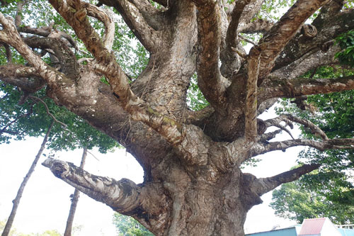 Chiêm ngưỡng vẻ đẹp cây dầu cổ thụ hiếm có ở Trà Vinh