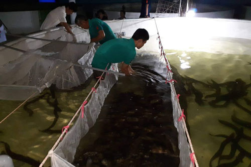 Quảng Bình: Kiếm tiềm tỷ nhờ nuôi cá chình trên cát trắng