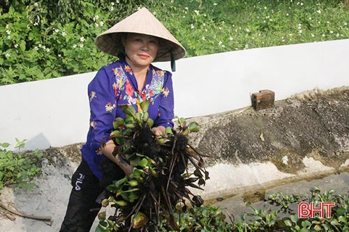 Nuôi cua đồng thương phẩm cho giá trị kinh tế cao. Vì vậy, ngoài 5 ao nuôi hiện có, sắp tới bà Châu tiếp tục nhân rộng.