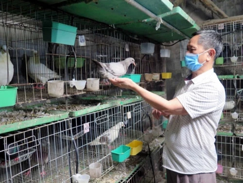 Ông Nguyễn Đình Phúc, người gây dựng và lan tỏa mô hình chăn nuôi chim bồ câu Pháp rất hiệu quả tại thị xã Phổ Yên.