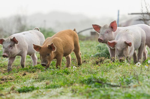 Top 5 con giáp có duyên với 'Thần Phật', có thể hóa hung thành cát, may mắn cả đời