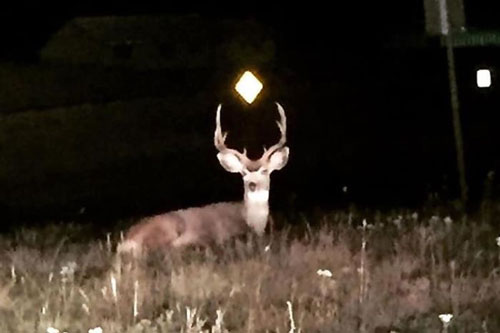 Những khoảnh khắc cực kỳ ‘khó đỡ’ của động vật hoang dã