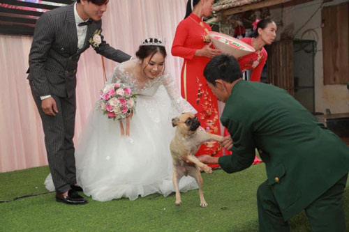 Bị lôi xuống khi nhảy lên sân khấu chụp ảnh cưới với cô chủ, chú chó có biểu cảm gây chú ý