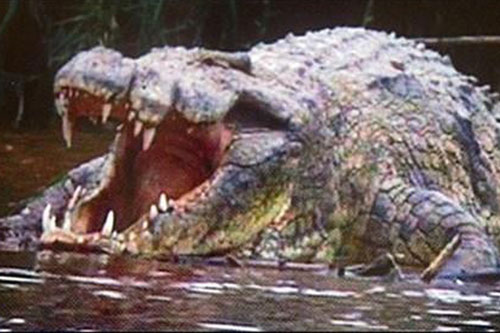Khám phá về con cá sấu ăn thịt người đáng sợ nhất trong lịch sử