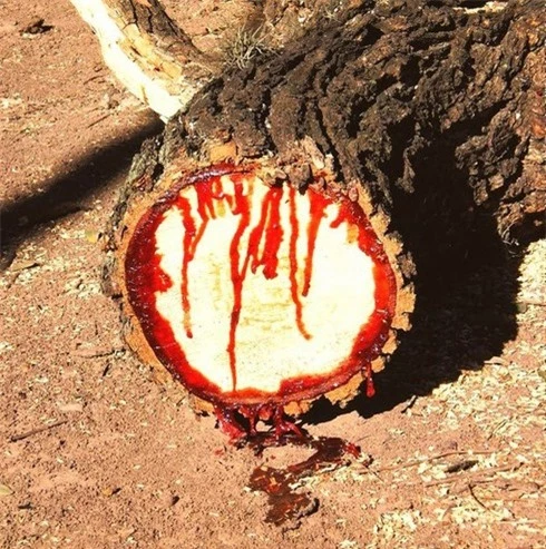 Loài cây “chảy máu
