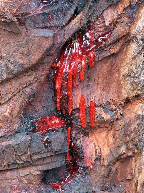 Loài cây “chảy máu