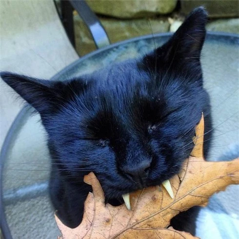 Nghi hoặc về chú mèo đen 
