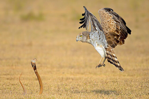 7 ngày qua ảnh: Cuộc đối đầu căng thẳng giữa đại bàng và rắn hổ mang