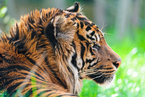 Đàn ông tuổi này có tầm nhìn phi thường, tài năng hơn người, dễ chạm tay đến thành công