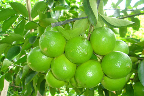 CLIP: Hướng dẫn dùng vỏ chuối nhân giống cây chanh vô vùng hiệu quả