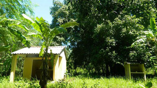 Sự thật về cặp “rắn thần” ngày đêm canh giữ cây thị ngàn tuổi