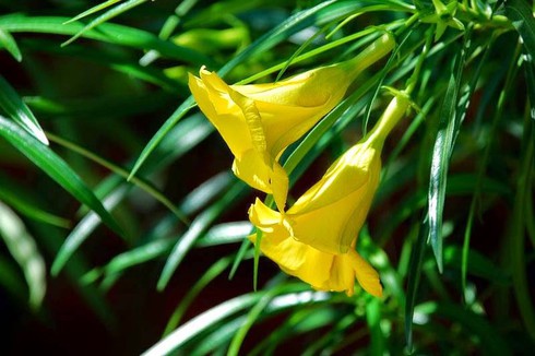 "Thần chết" mặc áo vàng rực rỡ