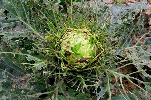 Đăng ảnh hỏi rau nhiều sâu có sạch không, chàng trai "ngã ngửa" khi nghe dân mạng trả lời