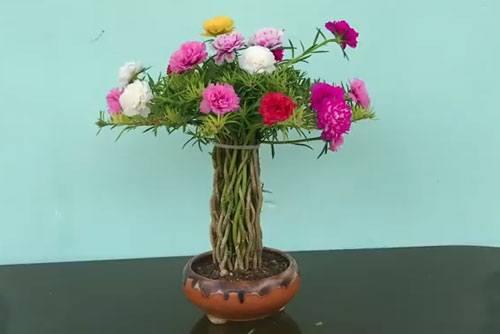 CLIP: Hướng dẫn làm chậu bon sai từ hoa mười giờ đẹp lung linh