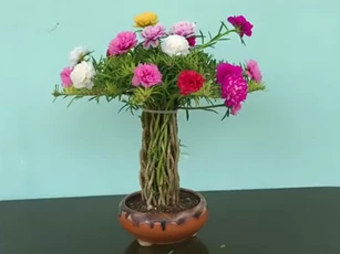 CLIP: Hướng dẫn làm chậu bon sai từ hoa mười giờ đẹp lung linh