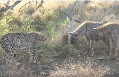 CLIP: Linh cẩu cướp mồi của mẹ con báo săn và cái kết