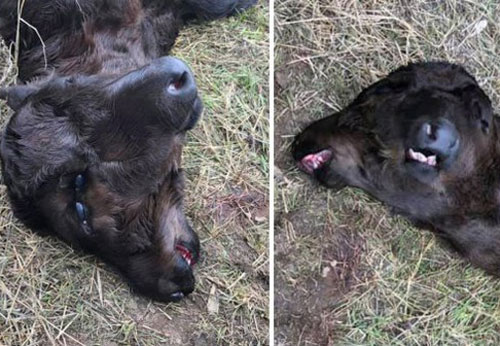 Chuyện lạ: Bê con 2 đầu ra đời trong nông trại ở Mỹ