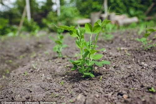 Khả năng kỳ diệu này giúp cây cối luôn tìm được nguồn nước