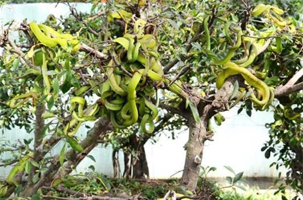 Vô tư lại gần những cây bonsai bắt mắt này, bạn sẽ biết thế nào là "hồn lìa khỏi xác" - 3