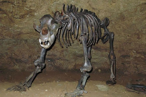 Mang thân hình to lớn nhưng loài gấu khổng lồ này lại ăn chay