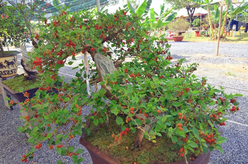 Trồng cây này trước nhà vận xui dễ đeo bám cả đời, hãy chặt ngay kẻo tán gia bại sản