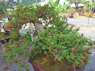 Trồng cây này trước nhà vận xui dễ đeo bám cả đời, hãy chặt ngay kẻo tán gia bại sản