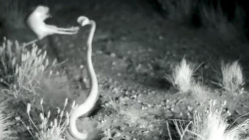 "Ninja chuột" tung người tránh đòn của rắn độc