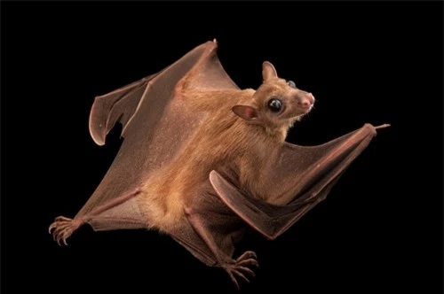 Một chú dơi Rousettus lanosus lông dài tại sở thú Lincoln Children, thành phố Lincoln, bang Nebraska. Ảnh: Joel Sartore.