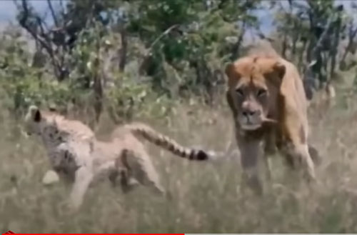 CLIP: Báo săn bất lực nhìn con non bỏ mạng dưới nanh vuốt sư tử