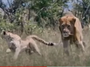 CLIP: Báo săn bất lực nhìn con non bỏ mạng dưới nanh vuốt sư tử