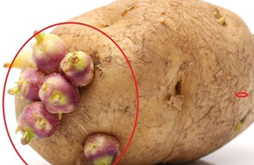 4 loại thực phẩm nảy mầm chứa toàn chất độc, tuyệt đối không nên ăn