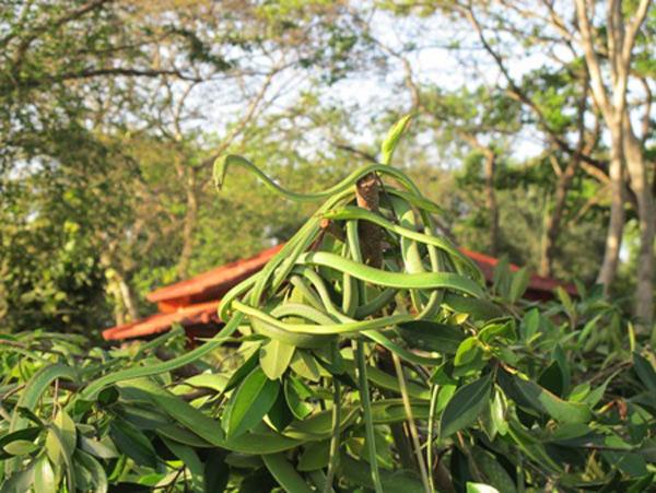 Vô tư lại gần những cây bonsai bắt mắt này, bạn sẽ biết thế nào là "hồn lìa khỏi xác"