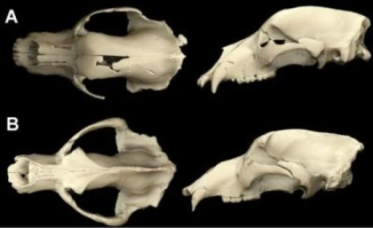 sánh với sự khác nhau của B) một hộp sọ gấu hang truyền thống ở Châu u đã trưởng thành. Các hộp sọ có nhiều điểm tương đồng nhưng hộp sọ gấu hang to lớn hơn cho thấy sức tiêu thụ thức ăn mạnh mẽ hơn. Ảnh: Elena Santos (Centro Mixto UCM-ISCIII)/Taylor and Francis.