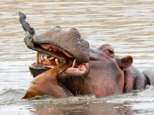 Hà mã xơi thịt linh dương trên sông