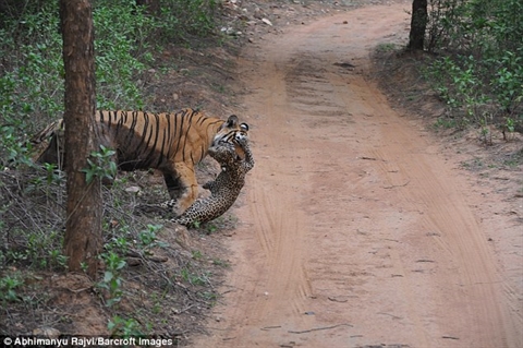 Hổ đụng độ với báo đốm: Kết quả 'sốc' của trận chiến