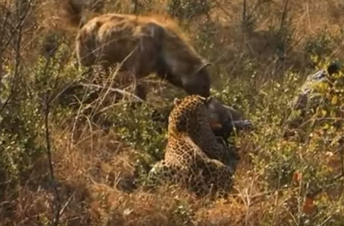 CLIP: Báo hoa mai đại chiến với linh cẩu để giành mồi