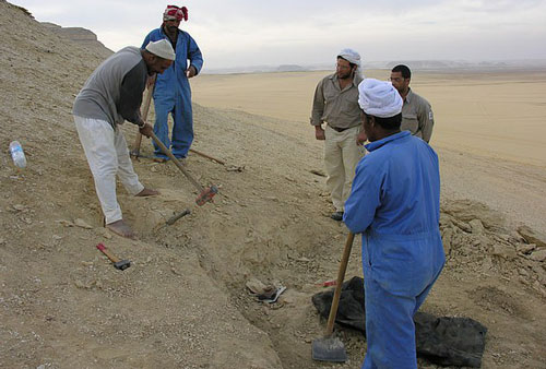 "Quái vật biến hình" 35 triệu tuổi lộ diện giữa sa mạc Ai Cập
