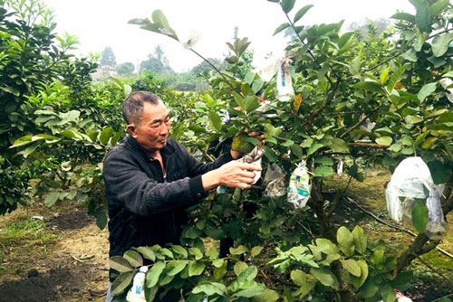 Tuyên Quang: Làm giàu từ mô hình trồng cây ăn quả, chăn nuôi