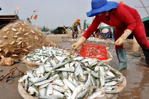 Giá xăng dầu giảm mạnh, ngư dân thêm động lực vươn khơi