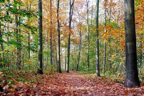 Trốn vào rừng sâu để tránh dịch Covid-19