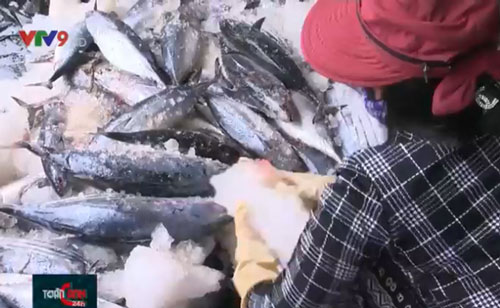 Giá hải sản giảm mạnh, hàng loạt tàu cá phải neo bờ