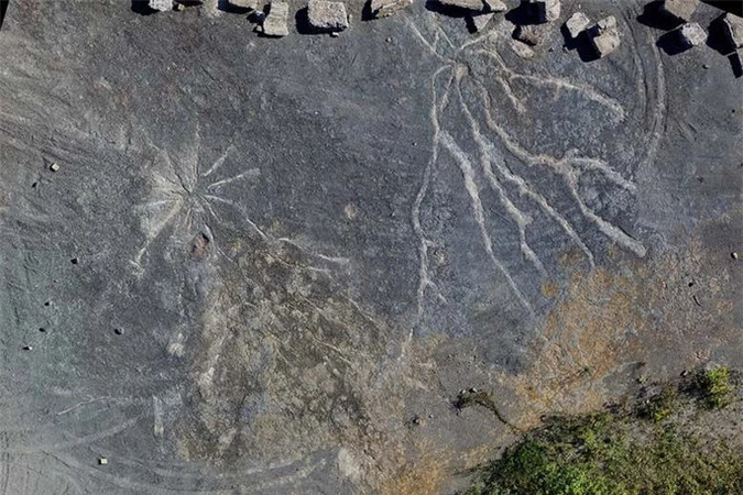 Hóa thạch rừng ma cổ quái nhất thế giới lộ diện ở New York - Ảnh 2.