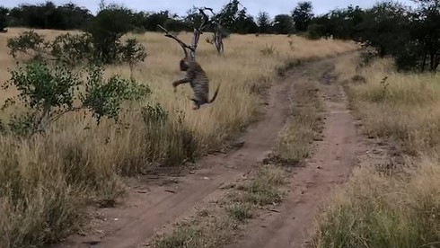 Báo hoa mai tung người nhảy cao để bắt mồi siêu đẳng