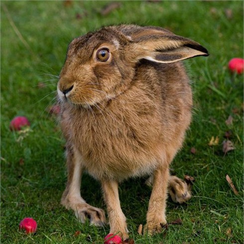 Những "bóng ma" tốc độ trong thế giới hoang dã