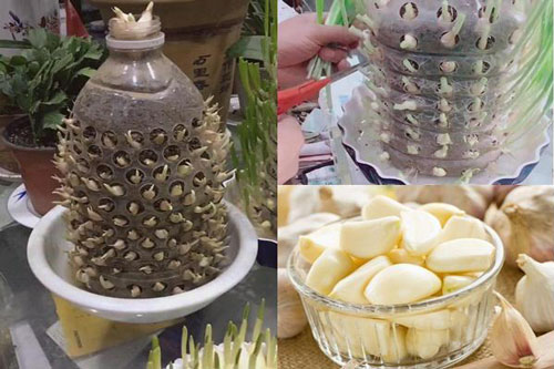 CLIP: Cách trồng tỏi tại nhà đơn giản nhanh gọn, cho năng suất cao