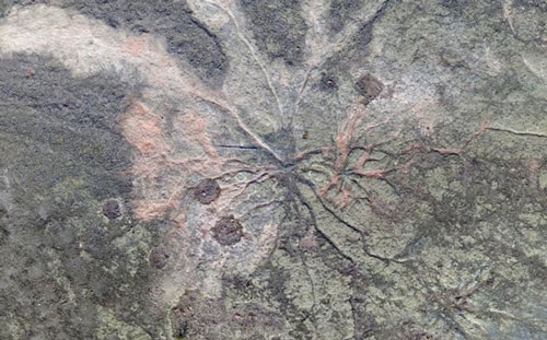 Hóa thạch "rừng ma" cổ quái nhất thế giới lộ diện ở New York