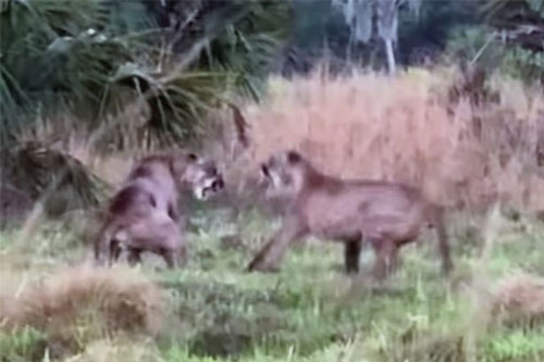 Cận cảnh cuộc ác chiến kinh hoàng của cặp báo Florida