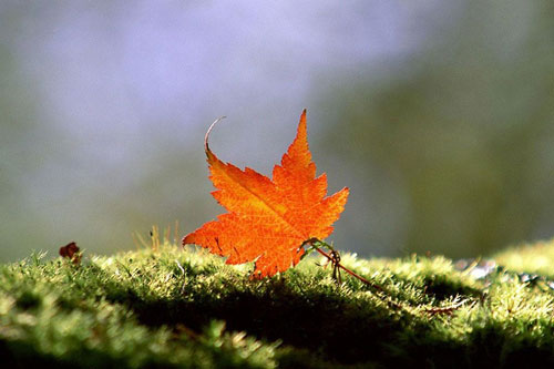 'Đời người như giấc chiêm bao, ngỡ tỉnh mà lại say'