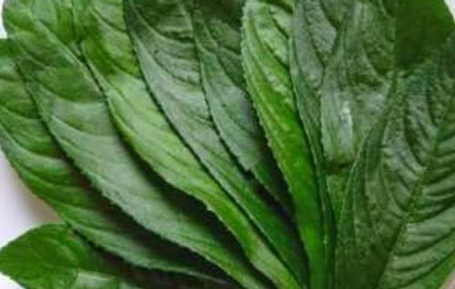 Lá xương sông "thần dược" trị ho cho trẻ nhỏ